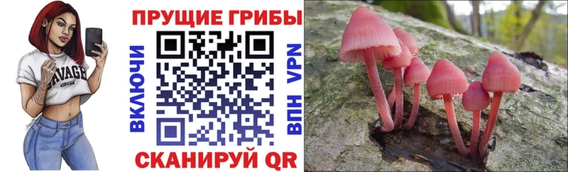 Псилоцибиновые грибы Psilocybe  Приморско-Ахтарск 